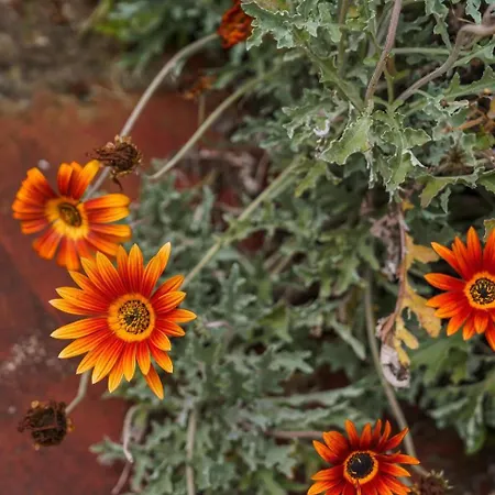 Guestready - Rustic Charm In Peaceful Madeira בית הארחה