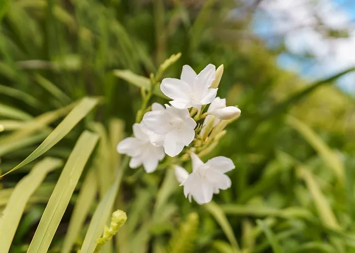 Guestready - Rustic Charm In Peaceful Madeira Affittacamere