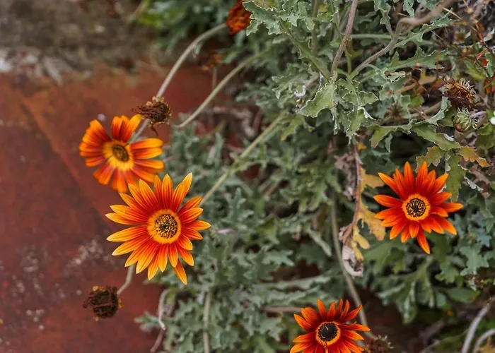Guestready - Rustic Charm In Peaceful Madeira Affittacamere